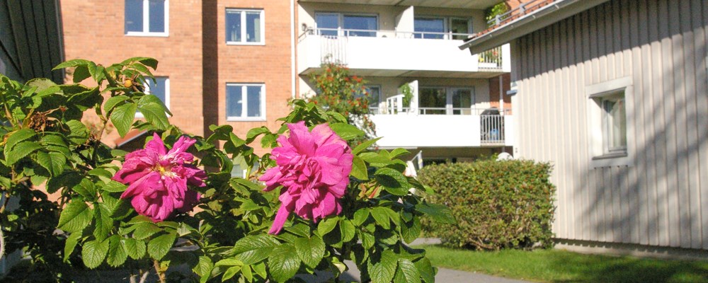 Gårdsbild blommor