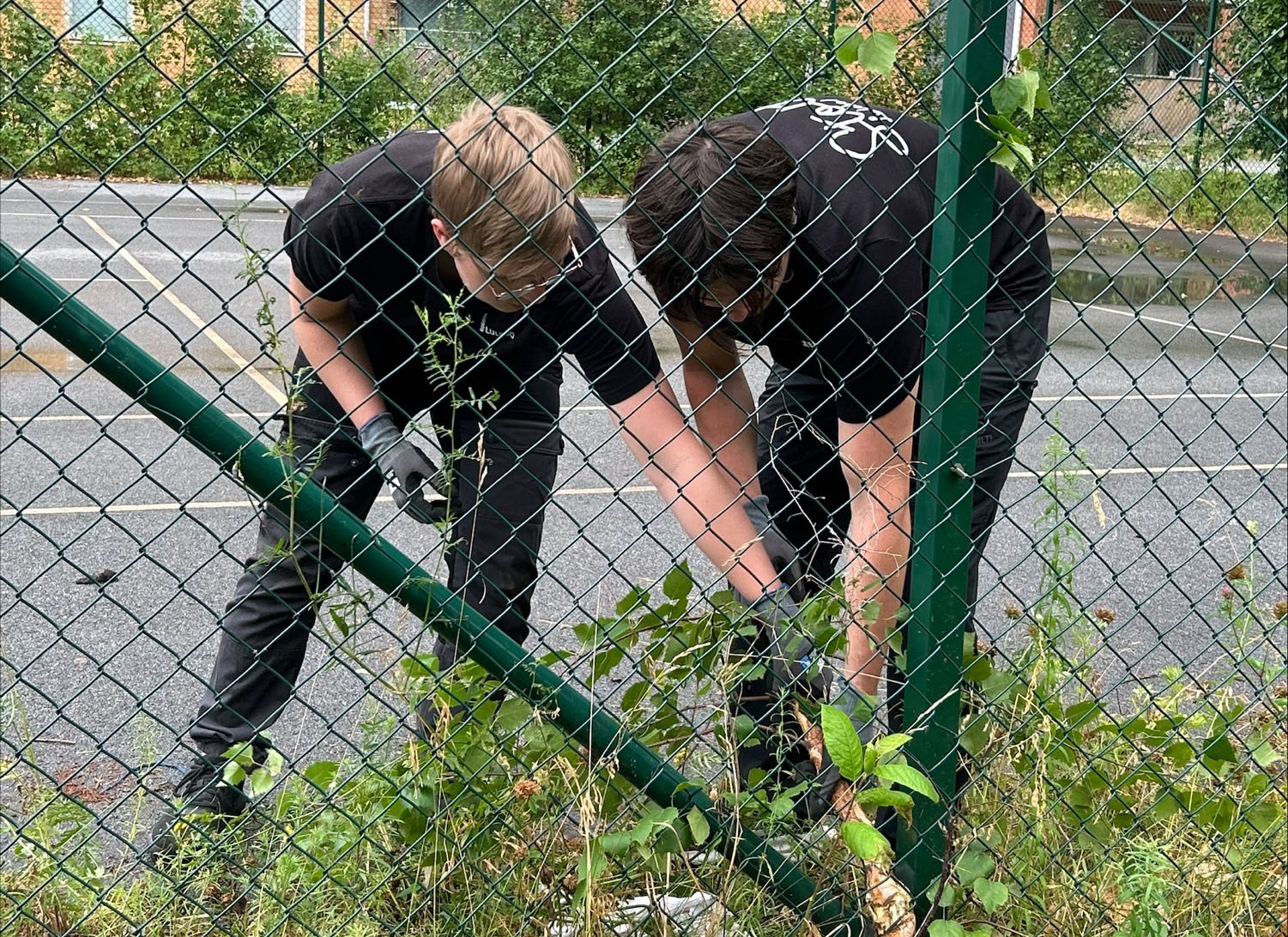Bild av två av Lulebos sommarjobbare som rensar ogräs bakom ett grönt nätstaket intill en parkering